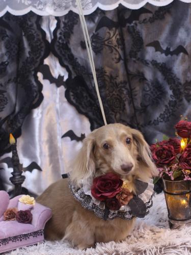 20231020ぺこちゃん